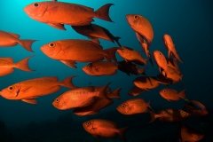 Séjour plongée à Tofo avec Diversity Scuba