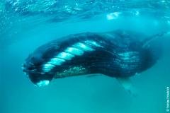 Oman - Croisière Safari plongée sur le Saman Explorer