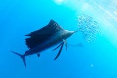 Mexique - Les Voiliers d’Isla Mujeres