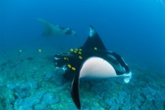 Croisière Plongée exclusive Mitsios, Radames ou Cap St Sebastien