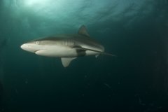 Mozambique - Séjour en lodge à Ponta Do Ouro