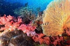 Thaïlande - croisière Nord ou Sud avec Aggressor