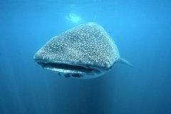 Mexique - Croisière Socorro avec Nautilus Explorer