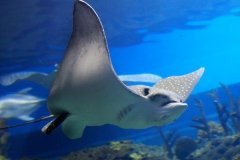 Philippines – Combiné 3 îles Visayas Moalboal, Dauin, Cabilao