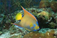 Bahamas - Séjour Plongée au Small Hope Bay Lodge