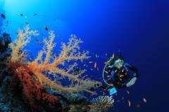 Egypte - Séjour plongée Marsa Shagra